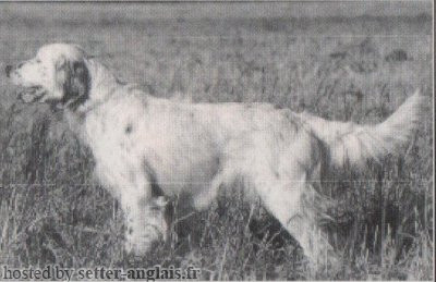 Setter Anglais MICIA DELLE TOMAROLE Setter Anglais MICIA DELLE TOMAROLE